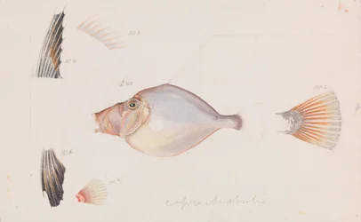 Silber-Dory, Cyttus australis